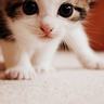 办理高仿罗拉和阿尔文犹太研究学院学位证【degxx.com】